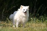 SPITZ ALLEMAND 512